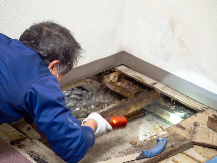 Naperville Mold Removal Process