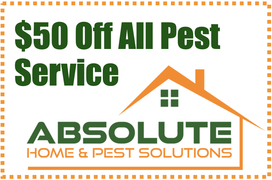 Pest Control In Baltimore Absolute Home And Pest Solutions
