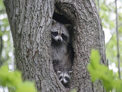 Toms River Wildlife Control