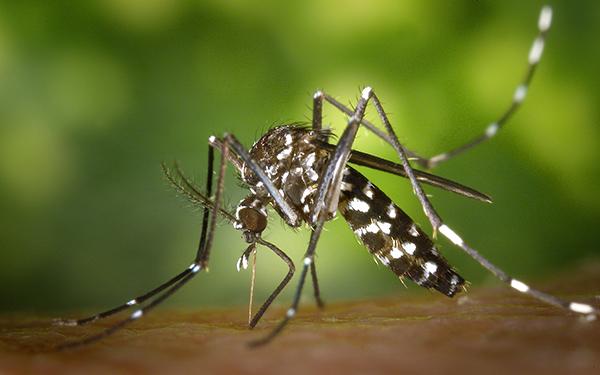 Toms River Mosquito Control]