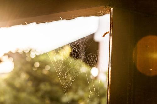 Spider Infestation in Saint Charles County